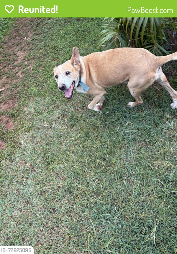 Reunited Male Dog last seen Kawili street, Waianae, HI 96792
