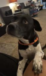 Lost Male Dog last seen Brickingham Way Columbia, SC  29229 United States, Richland County, SC 29229