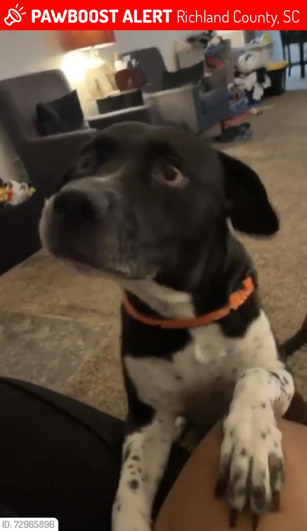 Lost Male Dog last seen Brickingham Way Columbia, SC  29229 United States, Richland County, SC 29229