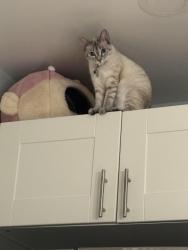 Reunited Female Cat last seen St John’s cemetery , Worcester, MA 01610