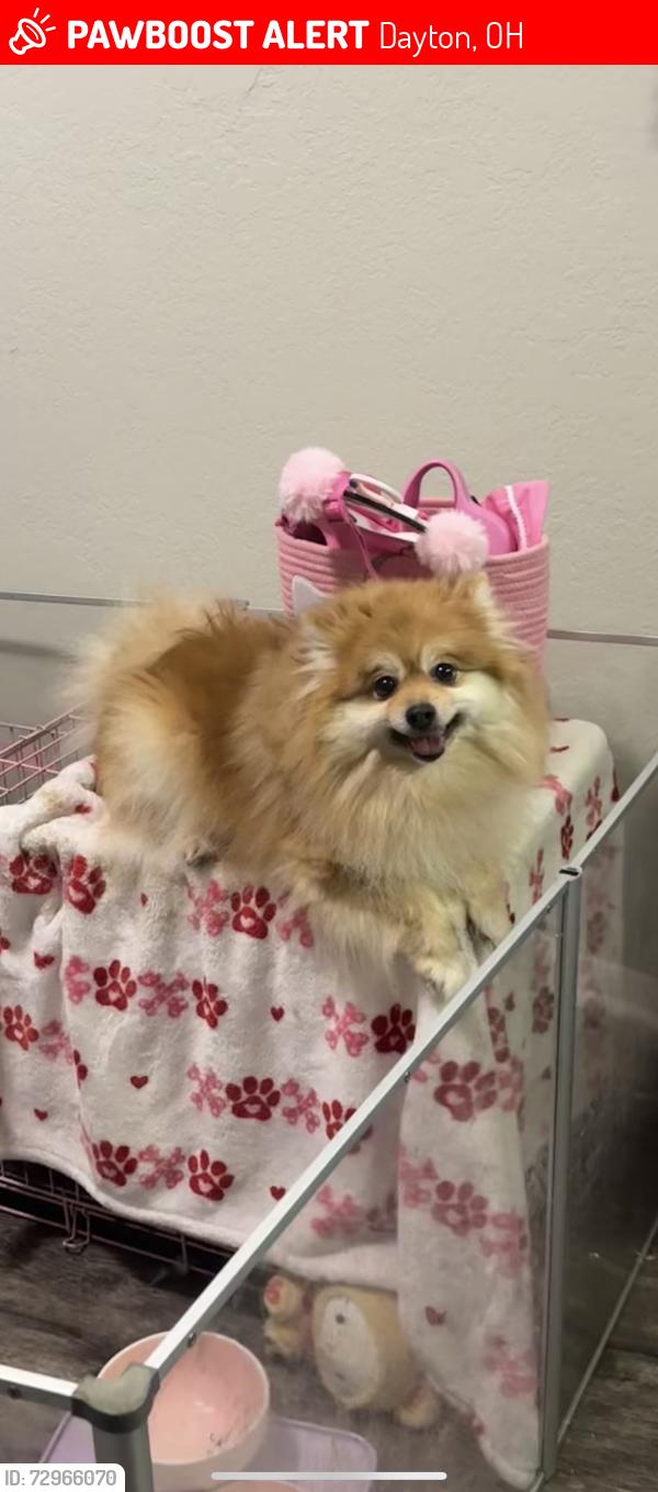 Lost Female Dog last seen mad river apmts , Dayton, OH 45459