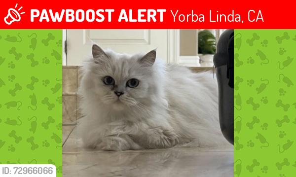 Lost Female Cat last seen Box Canyon Park, Yorba Linda, CA 92887