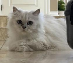 Lost Female Cat last seen Box Canyon Park, Yorba Linda, CA 92887
