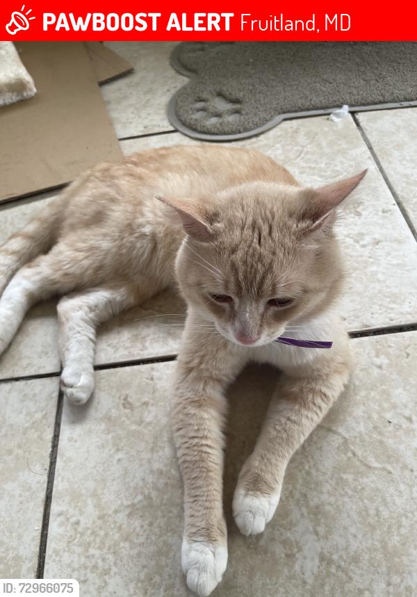 Lost Male Cat last seen Holiday St, Fruitland, MD 21826