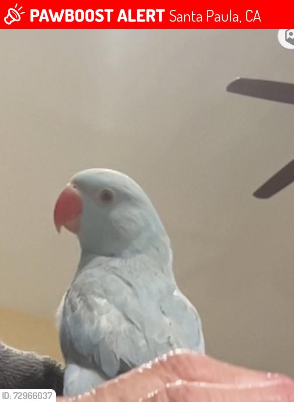 Lost Unknown Bird last seen Foothill , Santa Paula, CA 93060