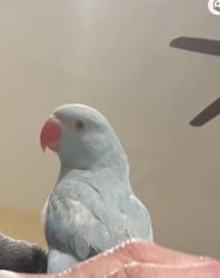 Lost Unknown Bird last seen Foothill , Santa Paula, CA 93060