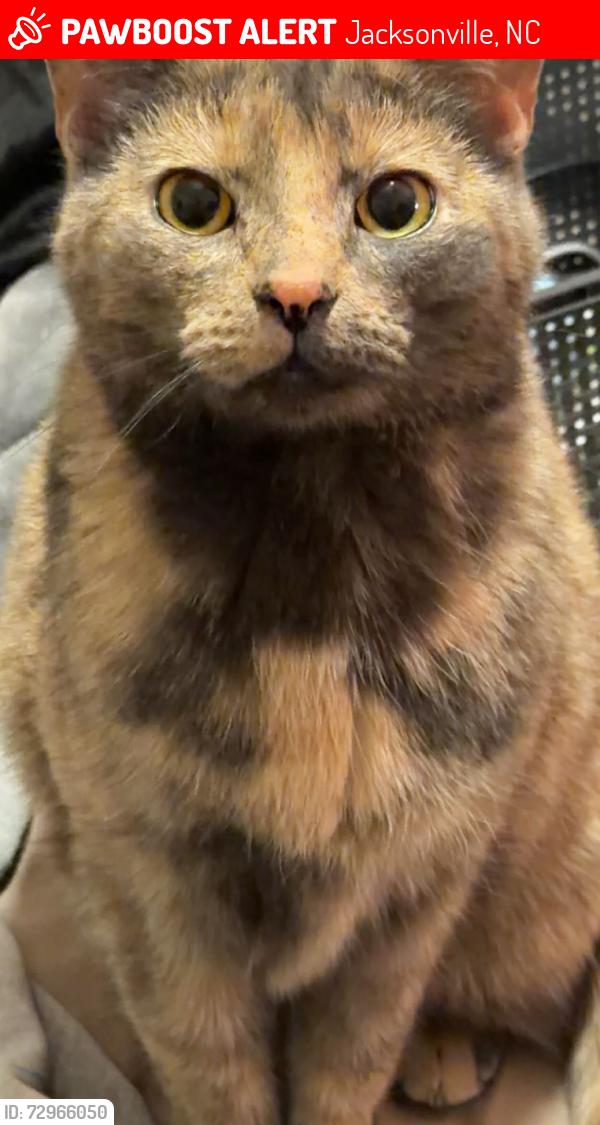 Lost Female Cat last seen Banister loop , grandeur ave , Jacksonville, NC 28546