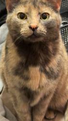 Lost Female Cat last seen Banister loop , grandeur ave , Jacksonville, NC 28546