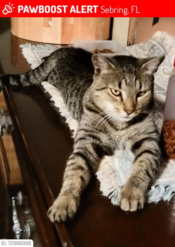 Lost Male Cat last seen gardenview and lake sebring drive drive, Sebring, FL 33870