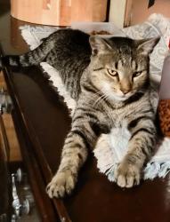 Lost Male Cat last seen gardenview and lake sebring drive drive, Sebring, FL 33870