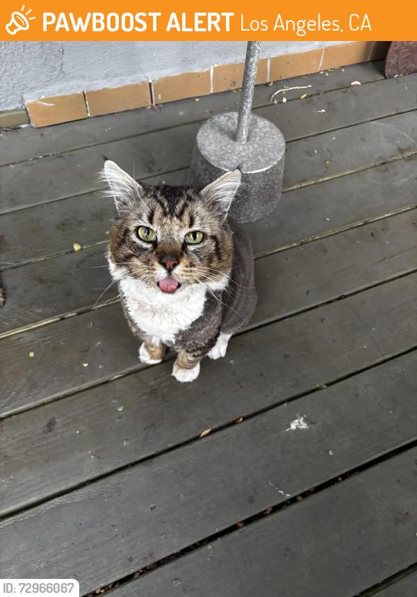 Found/Stray Unknown Cat last seen Silverlake Blvd, Los Angeles, CA 90026