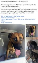 Found/Stray Male Dog last seen Costco and the Infiniti Dealership, Tallahassee, FL 32301