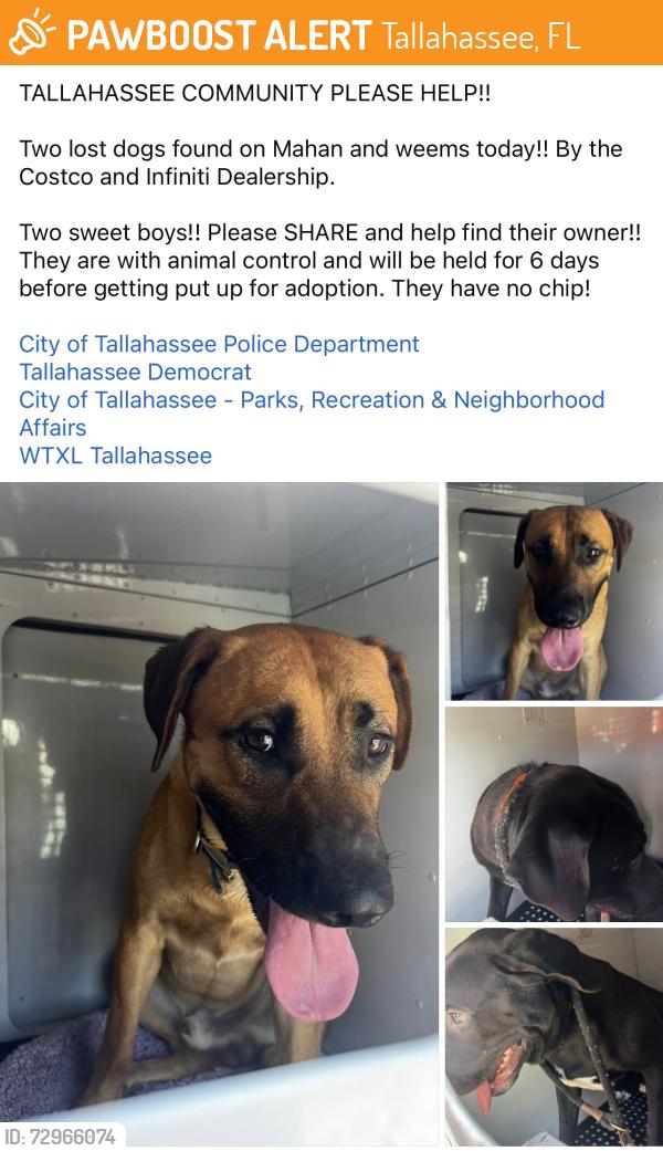 Found/Stray Male Dog last seen Costco and the Infiniti Dealership, Tallahassee, FL 32301