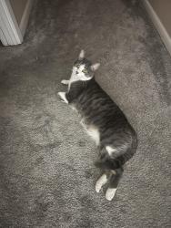 Lost Male Cat last seen Deer Park Way and Boulder Drive, Wichita Falls, TX 76306