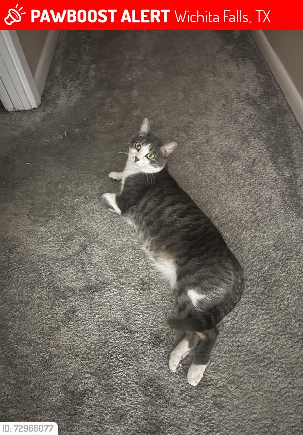 Lost Male Cat last seen Deer Park Way and Boulder Drive, Wichita Falls, TX 76306