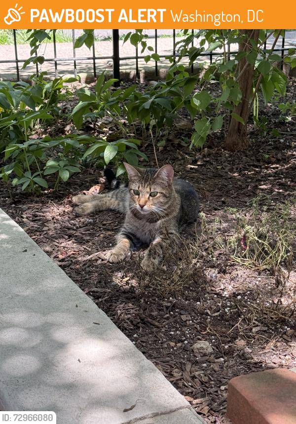 Found/Stray Unknown Cat last seen Near South Capitol Street SE, Washington, D.C. 20003, Washington, DC 20003