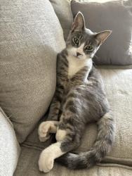 Lost Male Cat last seen Whammer’s gas station, Washington, UT 84780