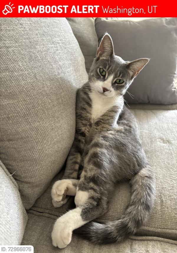 Lost Male Cat last seen Whammer’s gas station, Washington, UT 84780