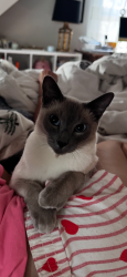 Lost Male Cat last seen Near Stillwater rd, Stamford, CT 06902