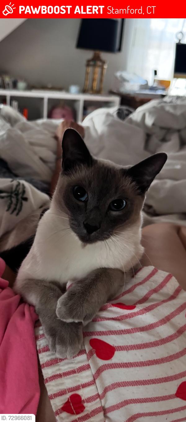 Lost Male Cat last seen Near Stillwater rd, Stamford, CT 06902