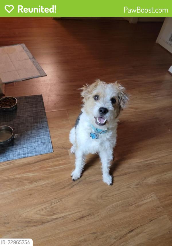 Reunited Male Dog last seen Teaneck Dr & Astoria Blvd, Houston, TX 77089