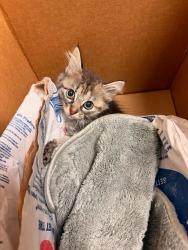 Shelter Stray Unknown Cat last seen Fm 973 Road, AUSTIN, TX, 78725, Austin, TX 78702