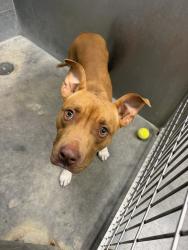 Shelter Stray Male Dog last seen Marie Antoinette Street, LAFAYETTE, LA, 70506, Lafayette, LA 70507