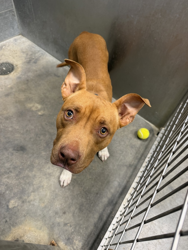 Shelter Stray Male Dog last seen Marie Antoinette Street, LAFAYETTE, LA, 70506, Lafayette, LA 70507