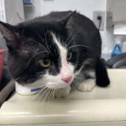 Shelter Stray Unknown Cat last seen Near Douglas Avenue, DES MOINES, IA, 50313, Des Moines, IA 50313