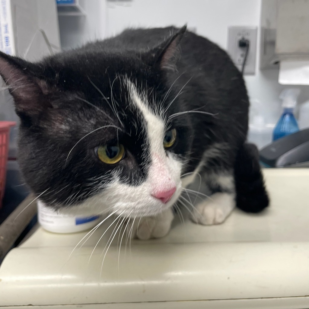 Shelter Stray Unknown Cat last seen Near Douglas Avenue, DES MOINES, IA, 50313, Des Moines, IA 50313