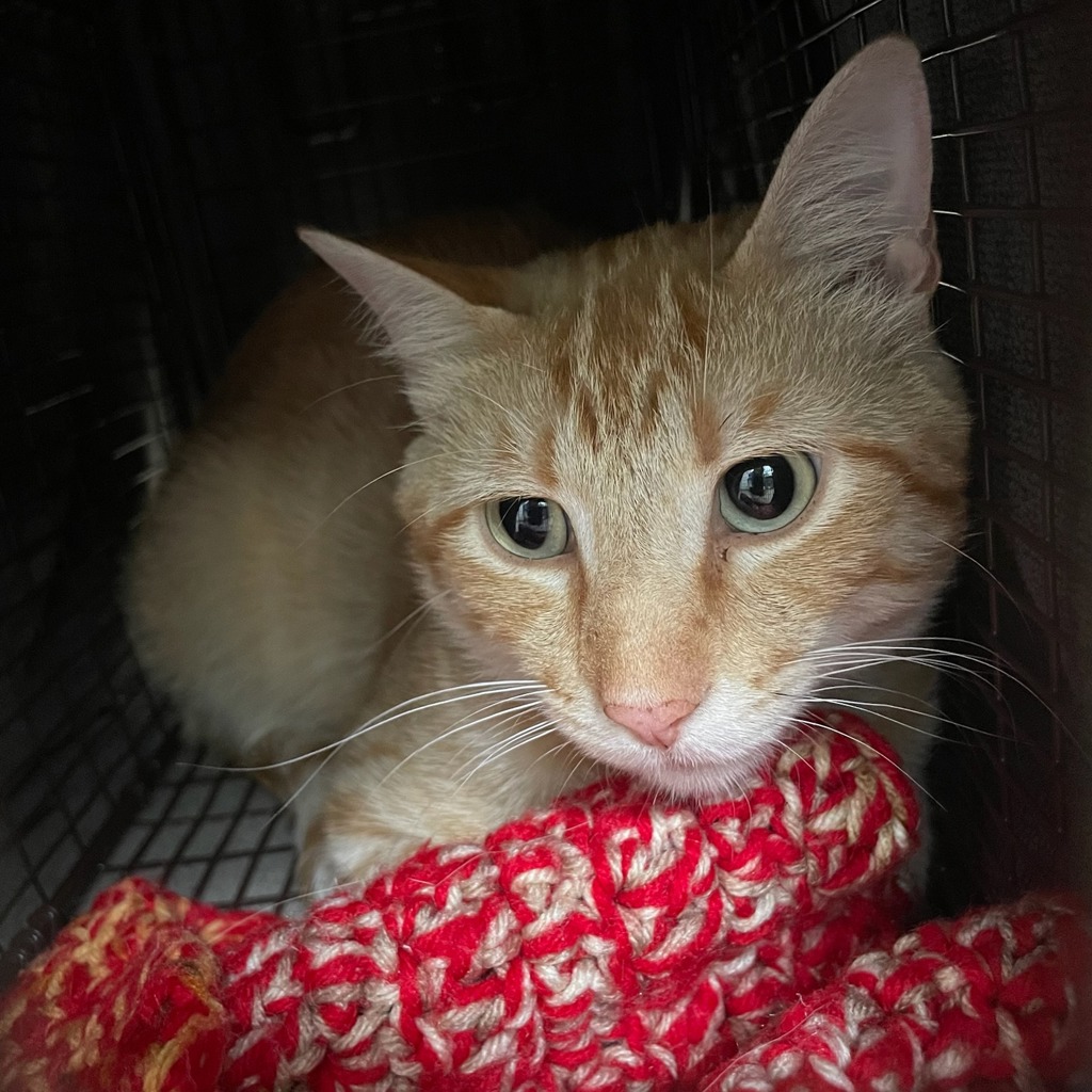 Shelter Stray Unknown Cat last seen Near Gordon Avenue, DES MOINES, IA, 50312, Des Moines, IA 50313