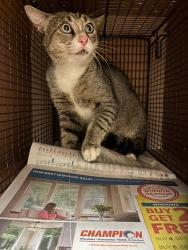 Shelter Stray Unknown Cat last seen Near W Applegate Drive, AUSTIN, TX, 78753, Austin, TX 78702