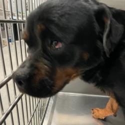 Shelter Stray Female Dog last seen Near SE 14th Street, DES MOINES, IA, 50320, Des Moines, IA 50313
