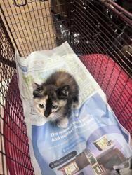 Shelter Stray Unknown Cat last seen Near Hergotz Lane, AUSTIN, TX, 78742, Austin, TX 78702