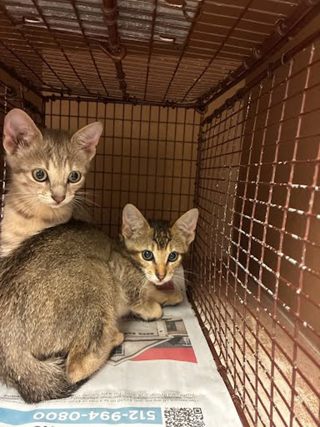 Shelter Stray Female Cat last seen Near Burton Drive, AUSTIN, TX, 78741, Austin, TX 78702