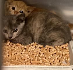 Shelter Stray Female Cat last seen NC, Raleigh, NC 27610