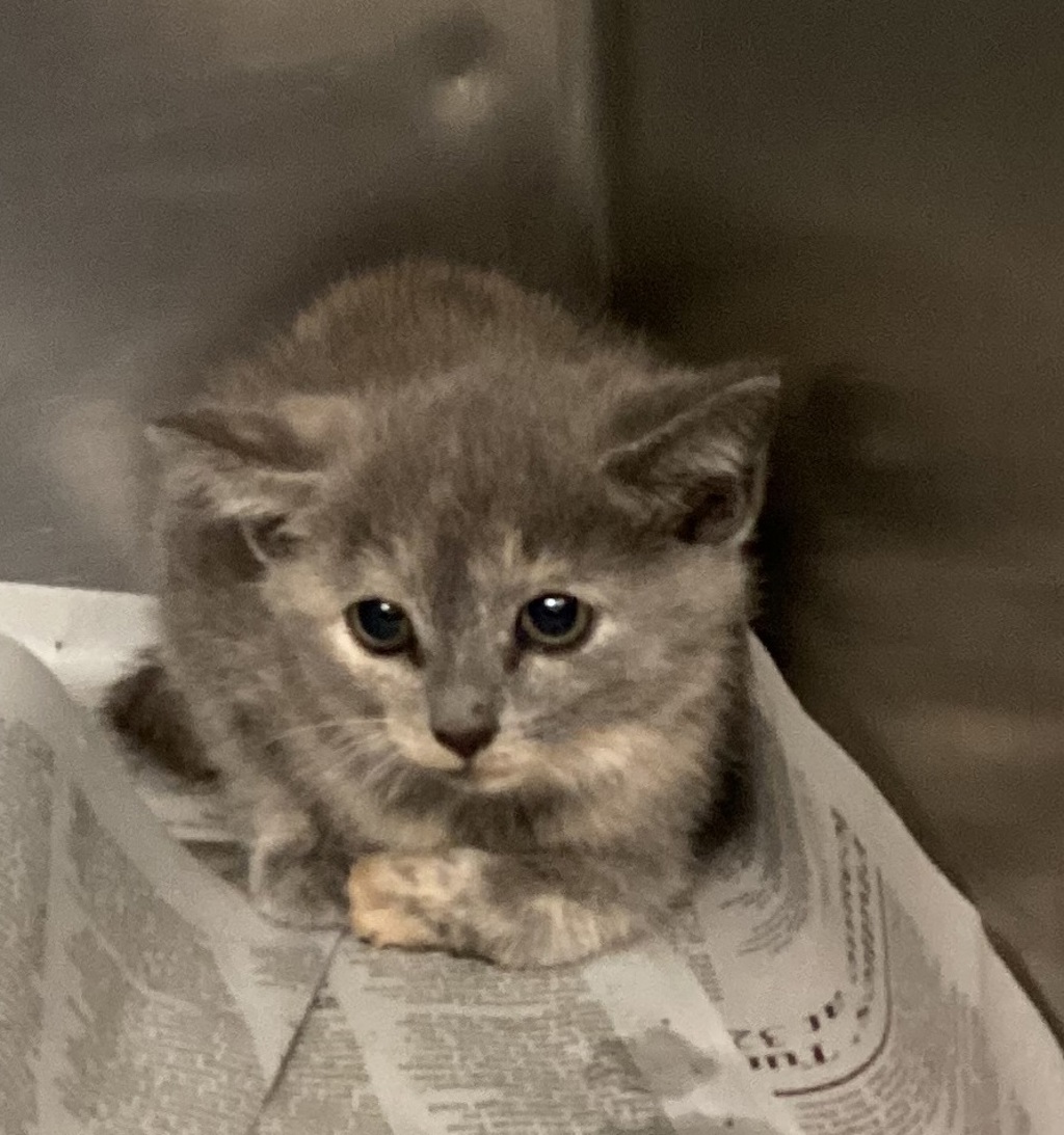 Shelter Stray Female Cat last seen NC, Raleigh, NC 27610