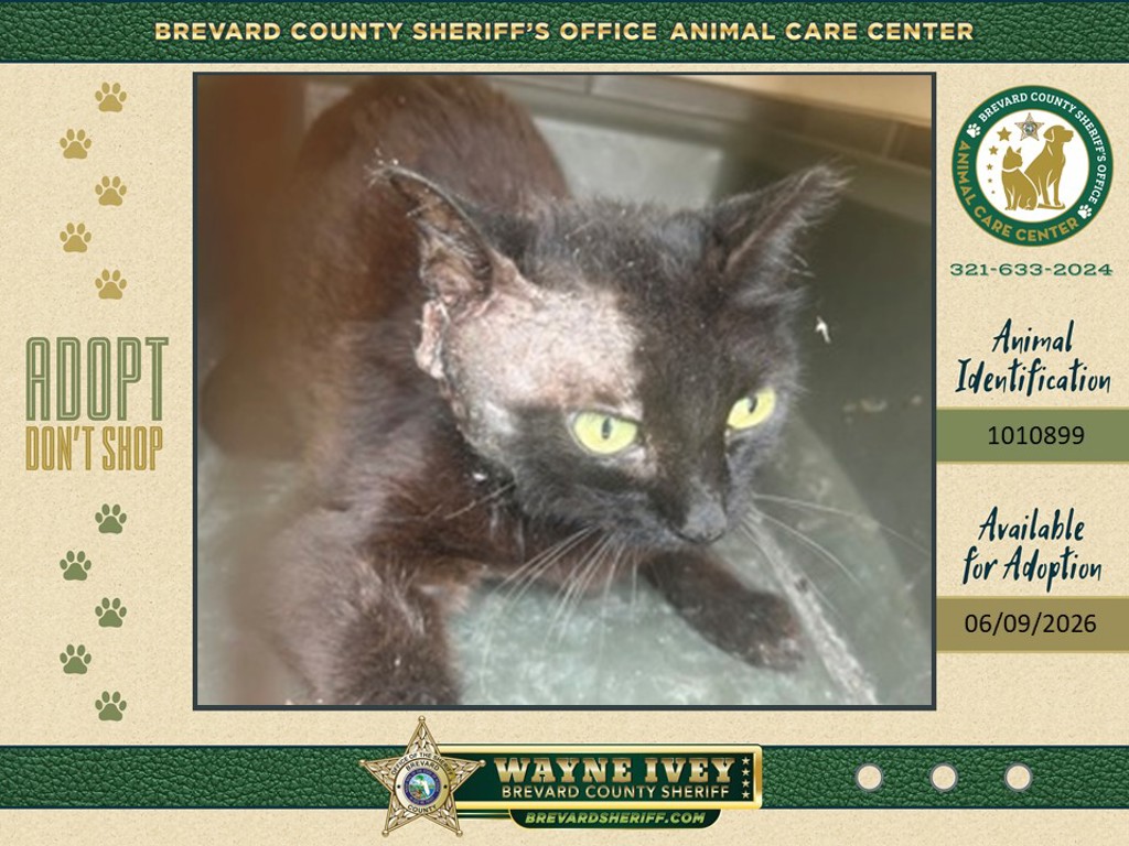 Shelter Stray Unknown Cat last seen United States, Melbourne, FL 32934