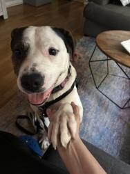 Shelter Stray Male Dog last seen Near W 116th Street, NEW YORK, NY, 10026, New York, NY 10029