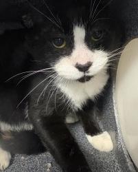 Shelter Stray Male Cat last seen Near Crotona Parkway, BRONX, NY, 10460, New York, NY 10029