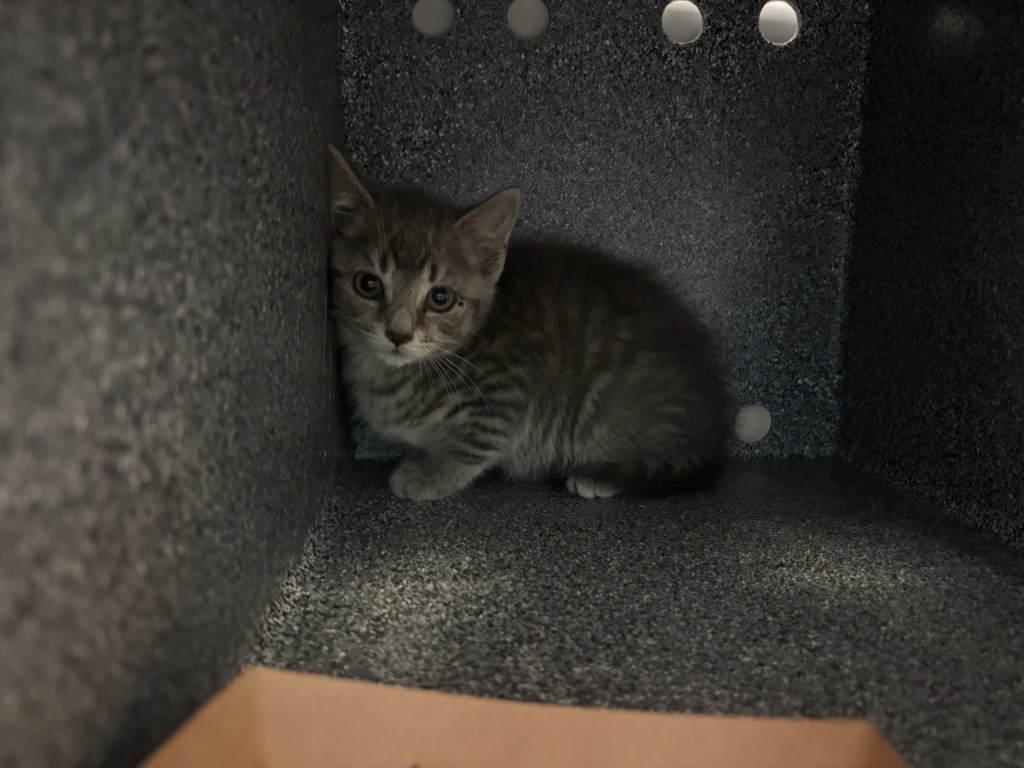 Shelter Stray Female Cat last seen Near Thieriot Avenue, BRONX, NY, 10473, New York, NY 10029