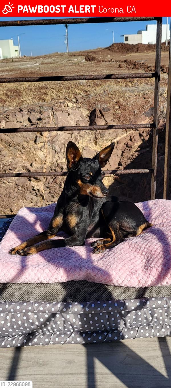 Lost Female Dog last seen Cota and railroad near grand , Corona, CA 92882