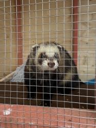 Lost Male Ferret last seen mariner road , Camelon, Scotland FK1