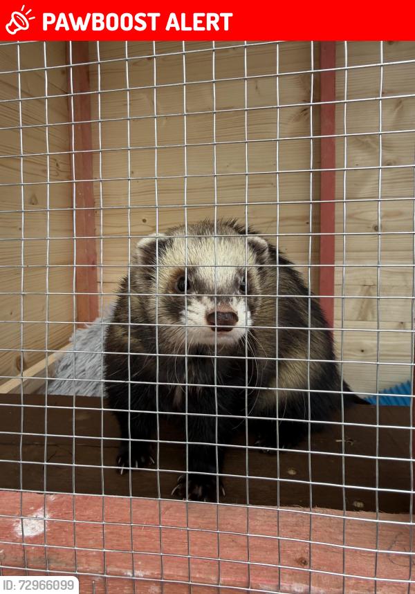 Lost Male Ferret last seen mariner road , Camelon, Scotland FK1