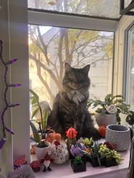 Lost Male Cat last seen Nora, Indianapolis, IN 46240