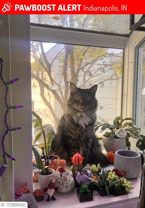 Lost Male Cat last seen Nora, Indianapolis, IN 46240
