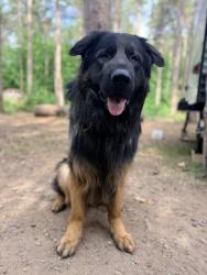 Reunited Male Dog last seen Near Mount Shavano Ave, Severance, CO 80550, USA, Severance, CO 80550