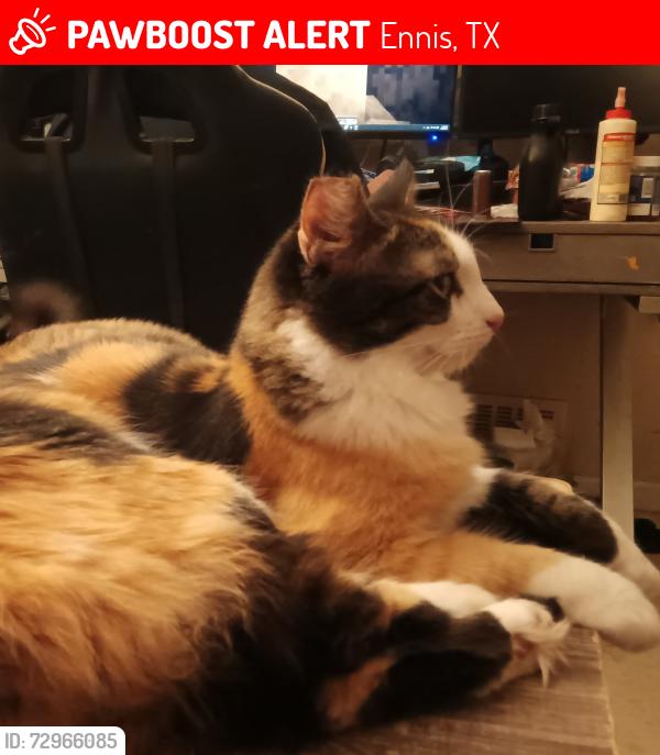 Lost Female Cat last seen tabernacle baptist, Ennis, TX 75119
