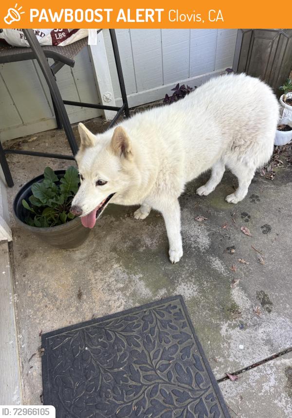Found/Stray Unknown Dog last seen Shepherd and Madsen Ave , , Clovis, CA 93619