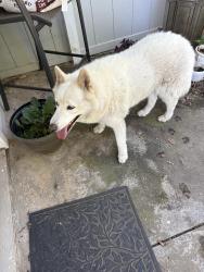 Found/Stray Unknown Dog last seen Shepherd and Madsen Ave , , Clovis, CA 93619